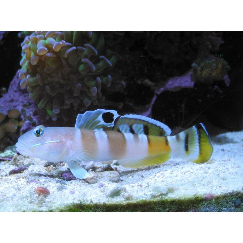 Valenciennea wardii - Tiger Sleeeper Goby Valenciennea wardii - Tiger Sleeeper Goby