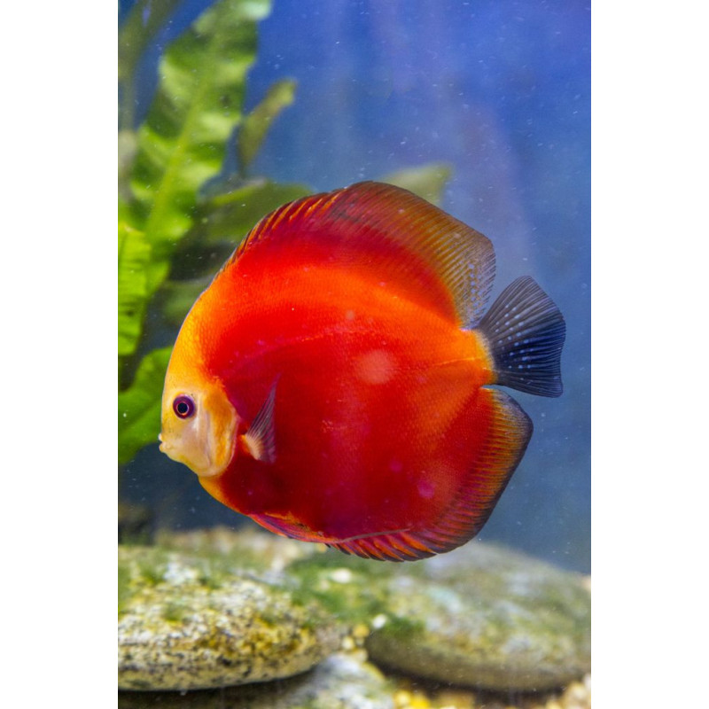 Red Marlboro Discus 5-6.5cm