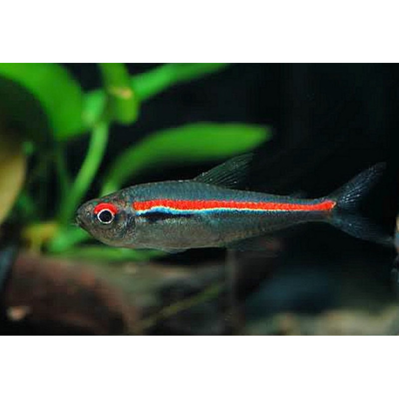 Tetra Red Line - Hyphessobrycon amapaensis