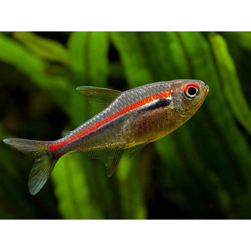 Tetra Red Line - Hyphessobrycon amapaensis