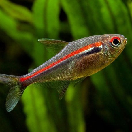 Tetra Red Line - Hyphessobrycon amapaensis