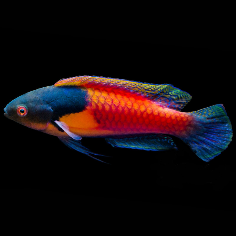 Cirrhilabrus ryukyuensis aka lyukyuensis