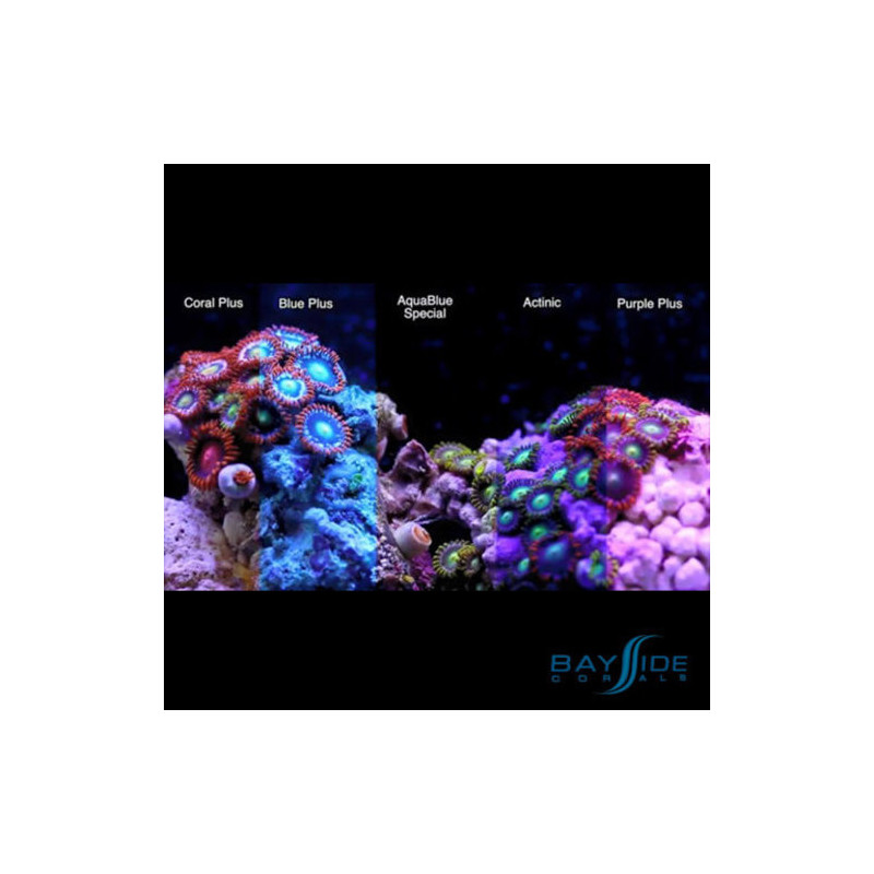 ATI - Purple Plus T5 ATI - Purple Plus T5