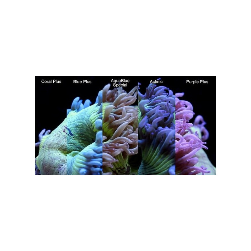 ATI - Aquablue Spezial T5