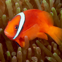 Peixe Palhaço Tomate - Amphiprion frenatus (Tank Bred) Peixe Palhaço Tomate - Amphiprion frenatus (Tank Bred)