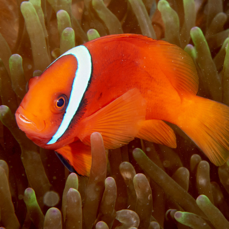 Peixe Palhaço Tomate - Amphiprion frenatus