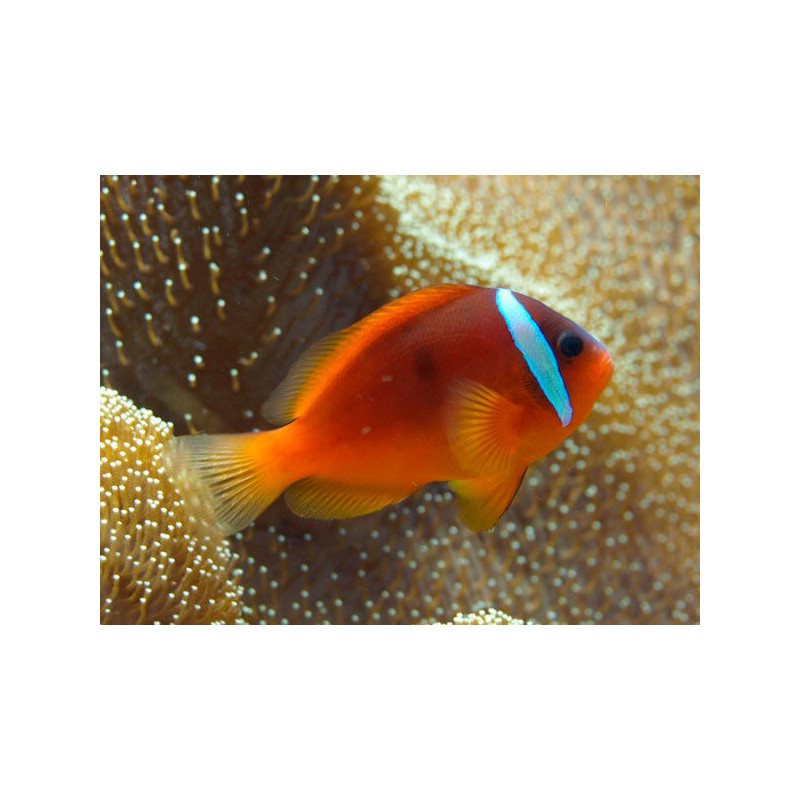 Pez Payaso de Aleta Roja - Amphiprion frenatus