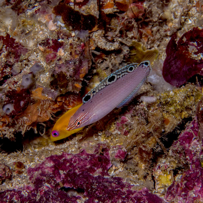 Three-Spot Wrasse - Halichoeres trispilus