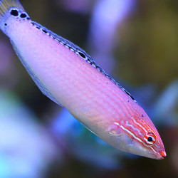 Three-Spot Wrasse - Halichoeres trispilus Three-Spot Wrasse - Halichoeres trispilus