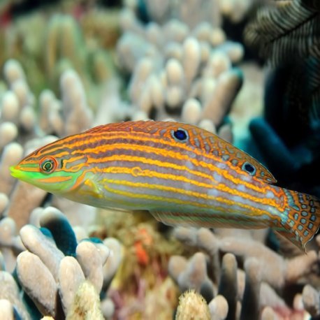 Halichoeres cosmetus - Cosmetus Wrasse