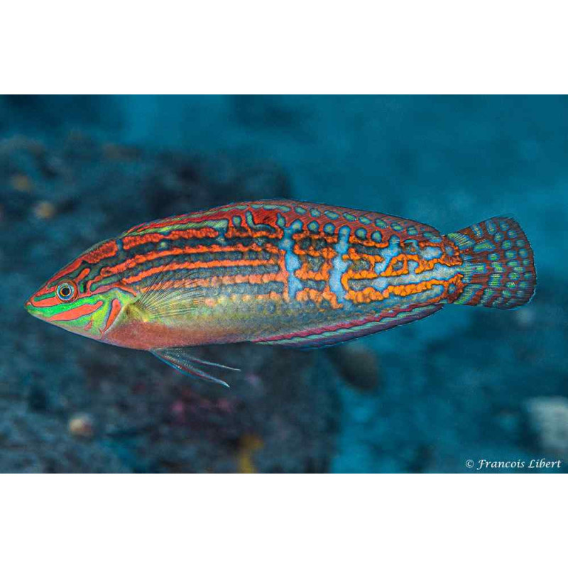 Halichoeres cosmetus - Cosmetus Wrasse Halichoeres cosmetus - Cosmetus Wrasse