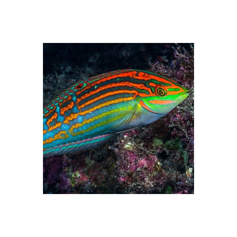 Halichoeres cosmetus - Cosmetus Wrasse