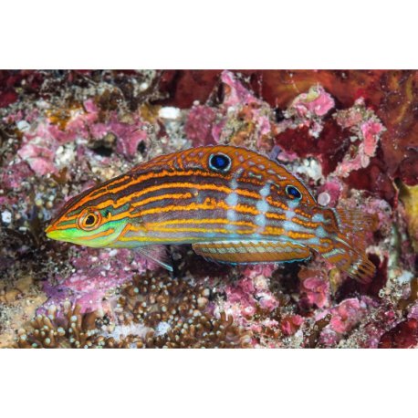 Halichoeres cosmetus - Cosmetus Wrasse
