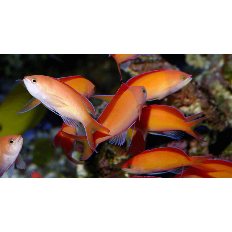 Pseudanthias dispar - Dispar Anthias