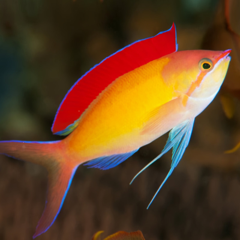 Anthias fish clearance care