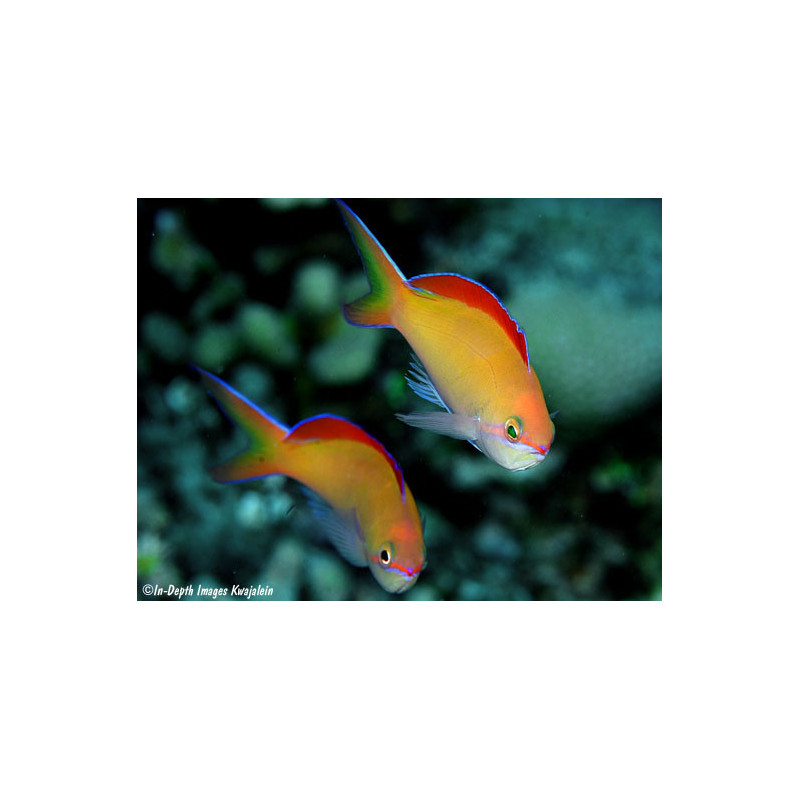 Pseudanthias dispar - Dispar Anthias