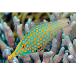 Oxymonacanthus longirostris - Harlequin Filefish Oxymonacanthus longirostris - Harlequin Filefish