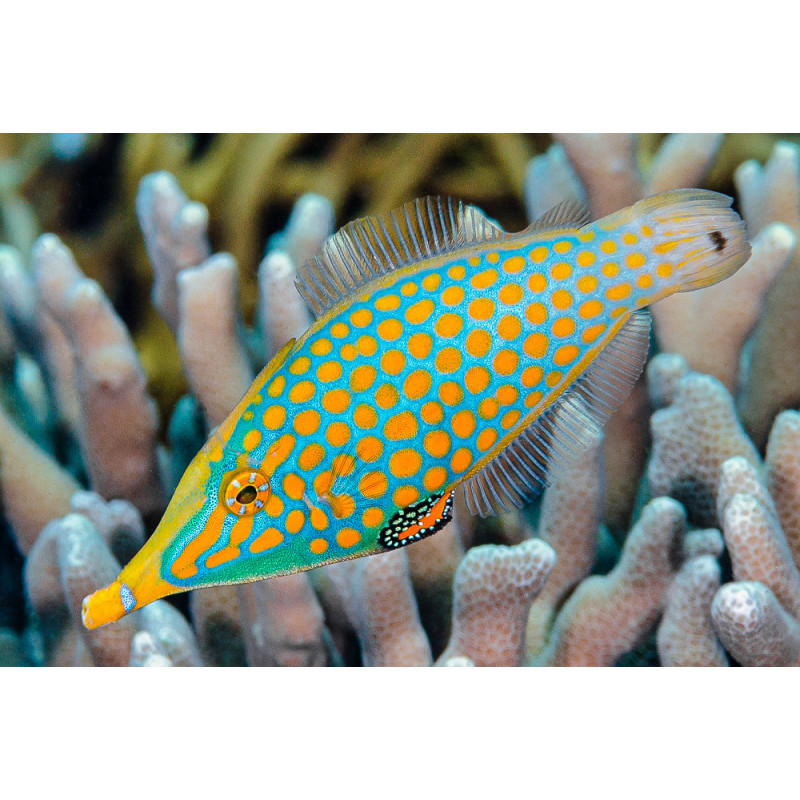 Oxymonacanthus longirostris - Harlequin Filefish