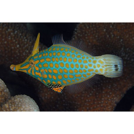 Oxymonacanthus longirostris - Harlequin Filefish