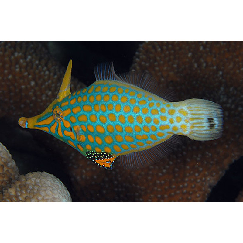 Oxymonacanthus longirostris - Harlequin Filefish Oxymonacanthus longirostris - Harlequin Filefish