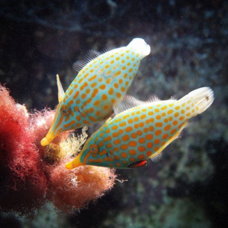 Oxymonacanthus longirostris - Harlequin Filefish