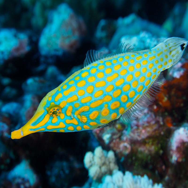 Oxymonacanthus longirostris - Harlequin Filefish