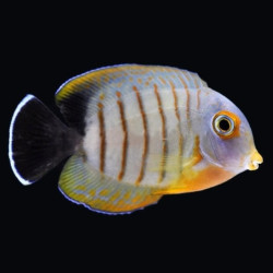 Acanthurus tristis - Mimic Eibli Tang Acanthurus tristis - Mimic Eibli Tang