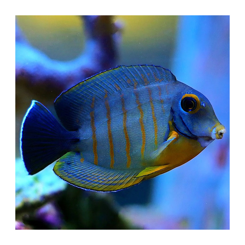 Acanthurus tristis - Mimic Eibli Tang