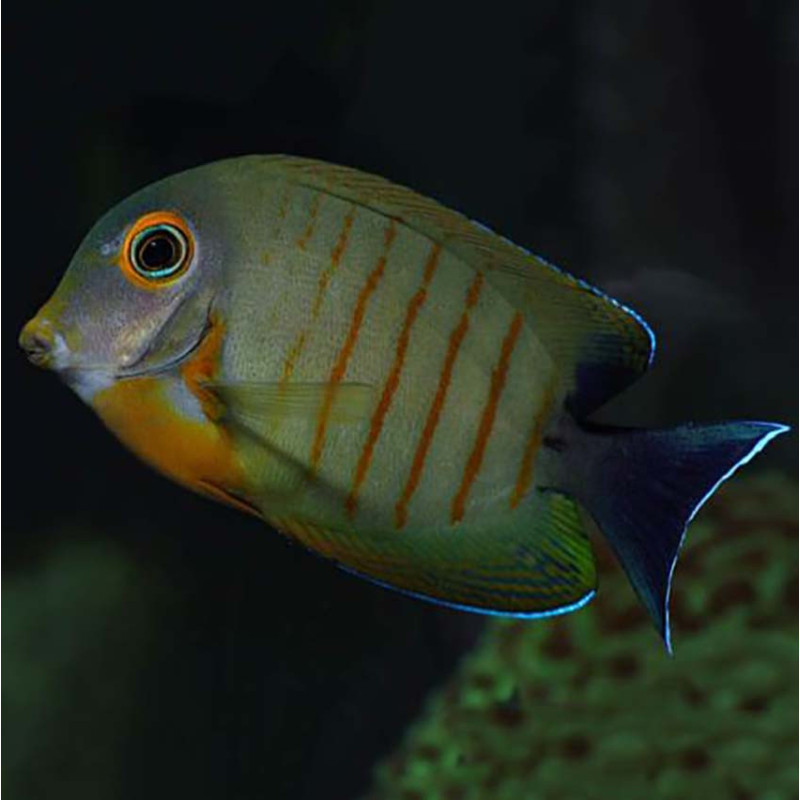 Acanthurus tristis - Mimic Eibli Tang