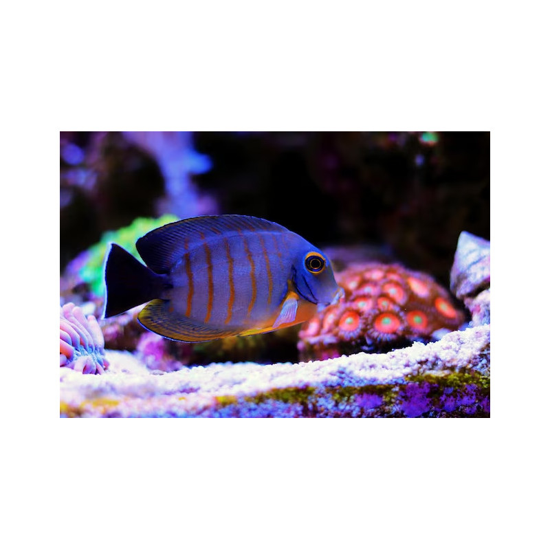 Acanthurus tristis - Mimic Eibli Tang