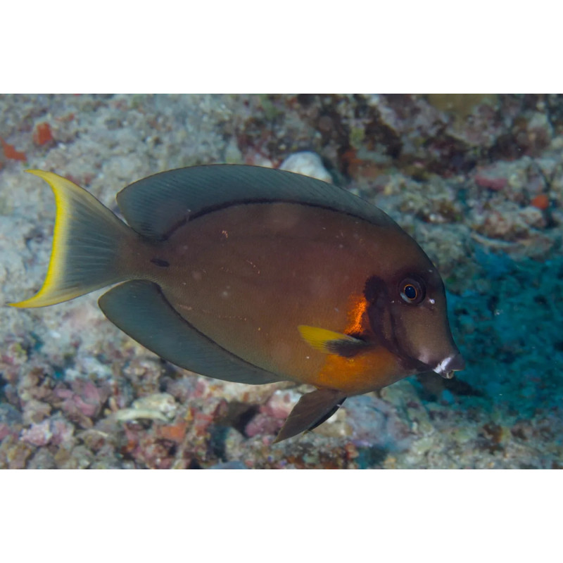 Acanthurus tristis - Mimic Eibli Tang