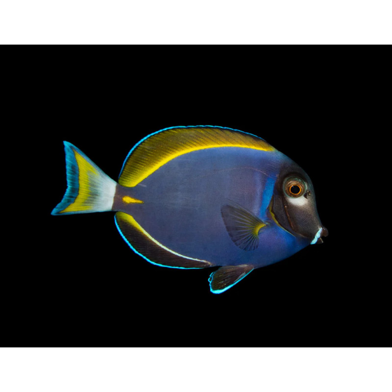 Acanthurus leucosternon x nigricans - Hybrid Powder Blue Tang