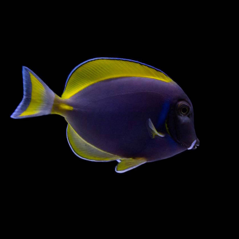 Acanthurus leucosternon x nigricans - Hybrid Powder Blue Tang