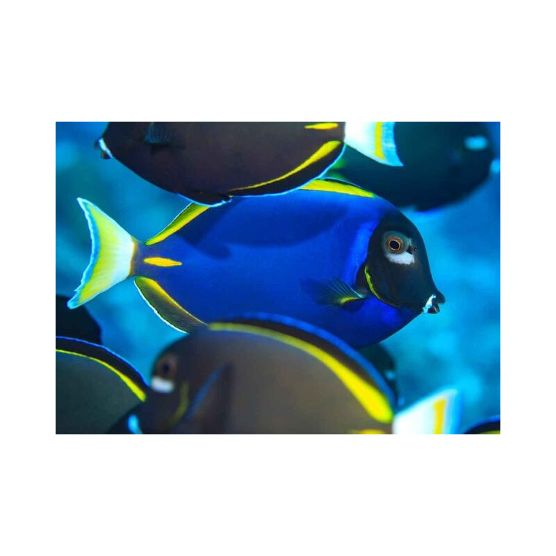 Acanthurus leucosternon x nigricans - Hybrid Powder Blue Tang