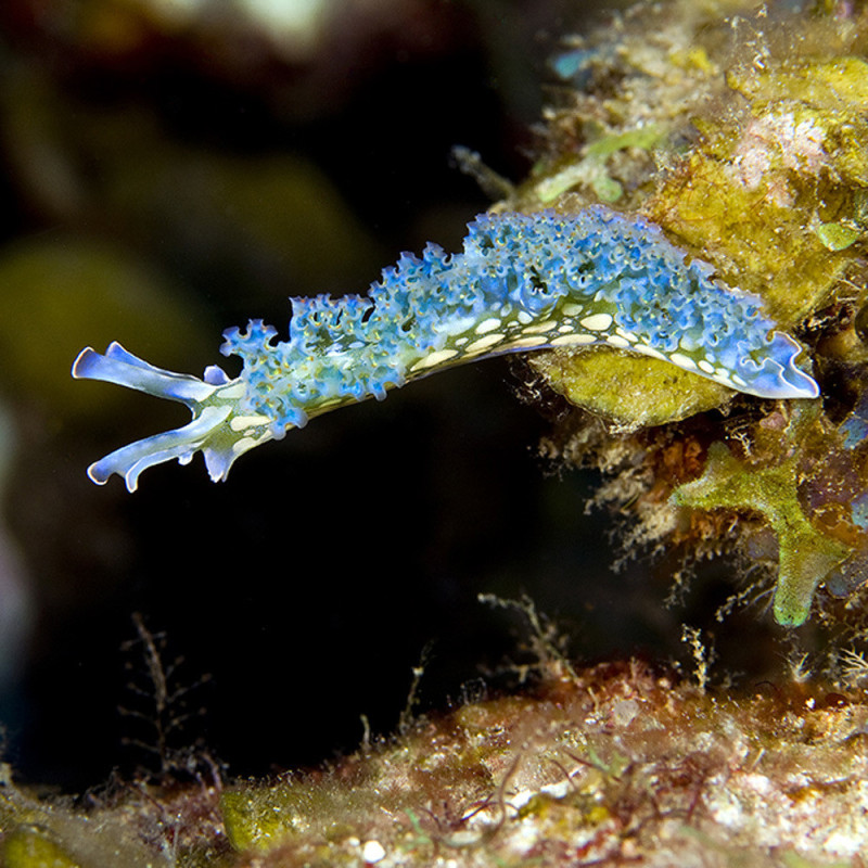 Elysia crispata - Lettuce Sea Slug