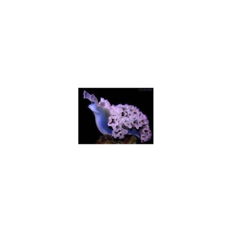 Elysia crispata - Lettuce Sea Slug