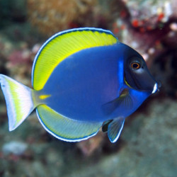 Acanthurus leucosternon x nigricans - Hybrid Powder Blue Tang Acanthurus leucosternon x nigricans - Hybrid Powder Blue Tang