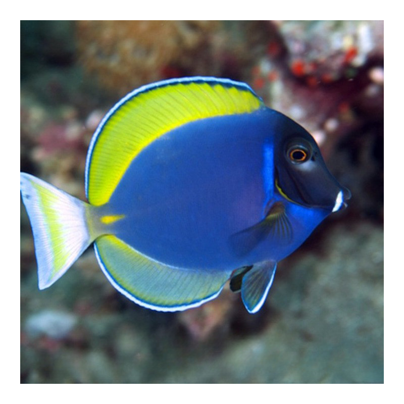 Acanthurus leucosternon x nigricans - Hybrid Powder Blue Tang