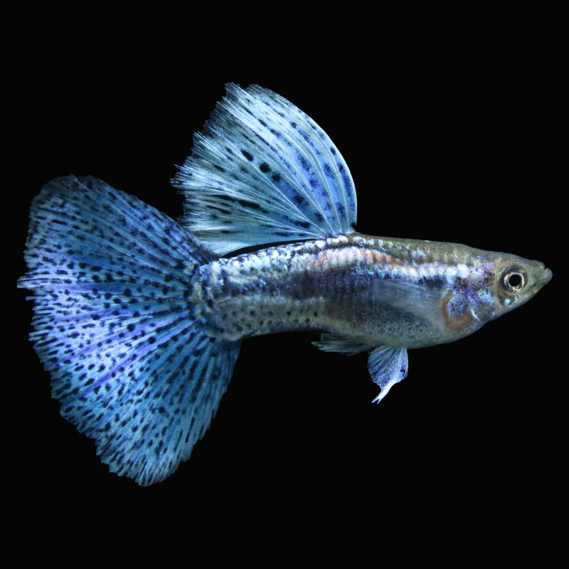 Guppy Blue Grass (casais) - Poecilia reticulata