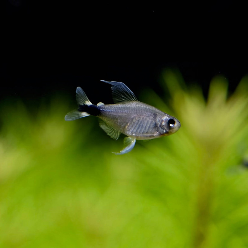 Tetra Kaiser 1.5-2cm - Hyphessobrycon elachys