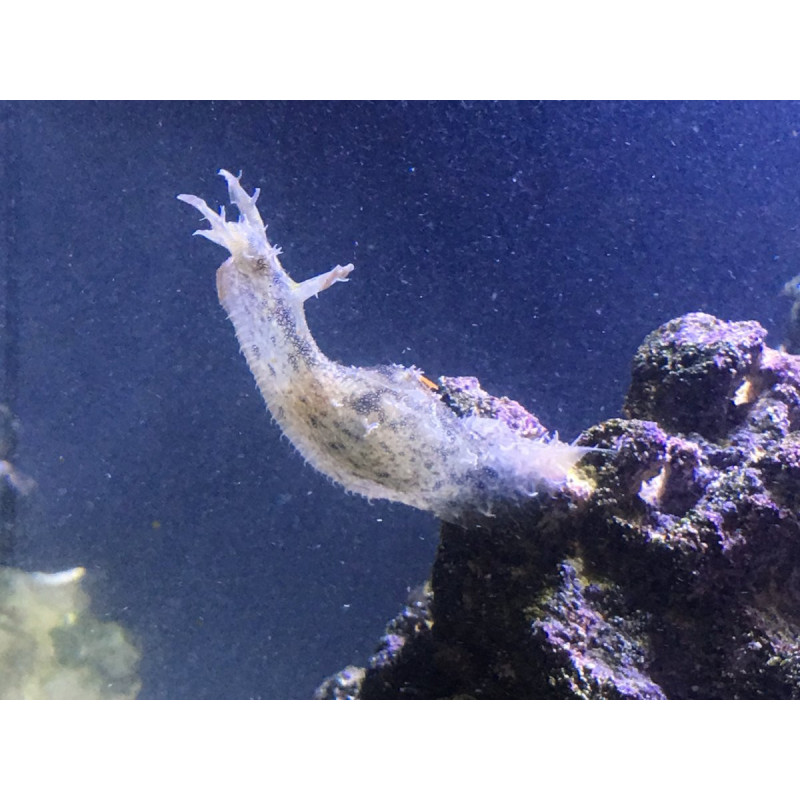 Dolabella auriculata