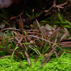 Hygrophila lancea aka Araguaia
 Produtor-Tropica Hygrophila lancea aka Araguaia
 Produtor-Tropica