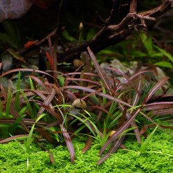 Hygrophila Araguaia
 Productor-Tropica Hygrophila Araguaia
 Productor-Tropica