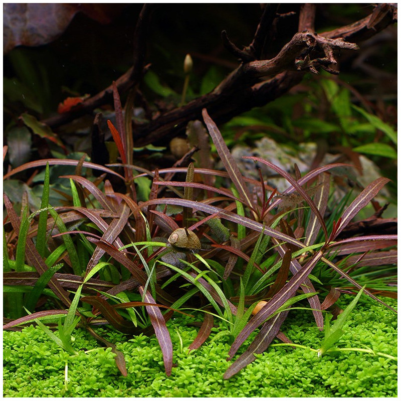 Hygrophila Araguaia