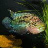 Jack dempsey 5-6cm
