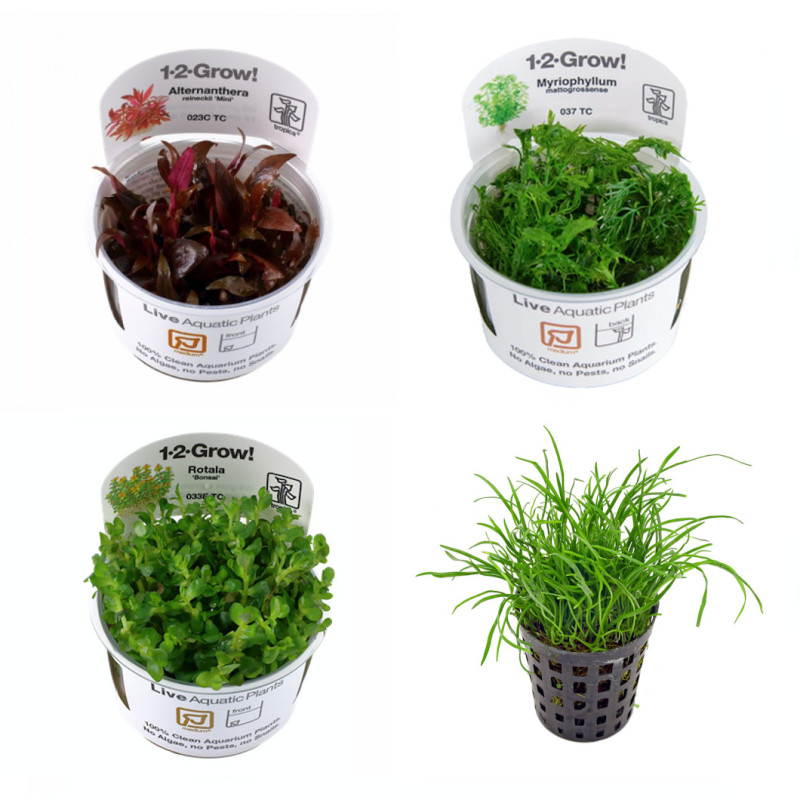 Pack Plantas Medium Care II