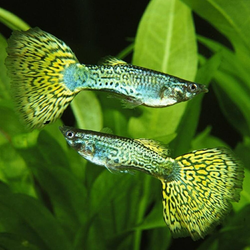 P. reticulata - Guppy Gren Cobra (Casal) P. reticulata - Guppy Gren Cobra (Casal)