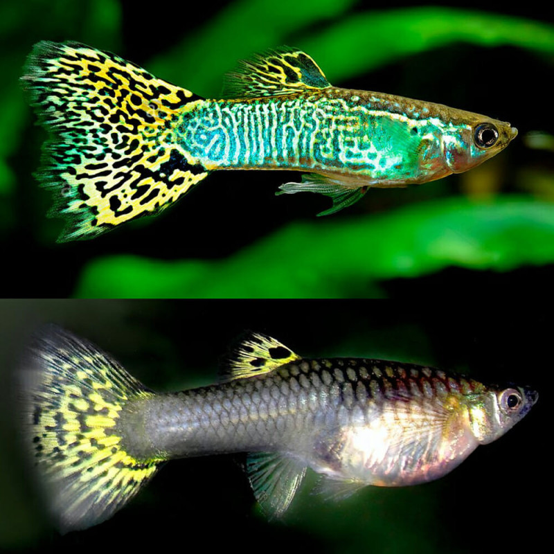 P. reticulata - Guppy Pineapple Cobra M