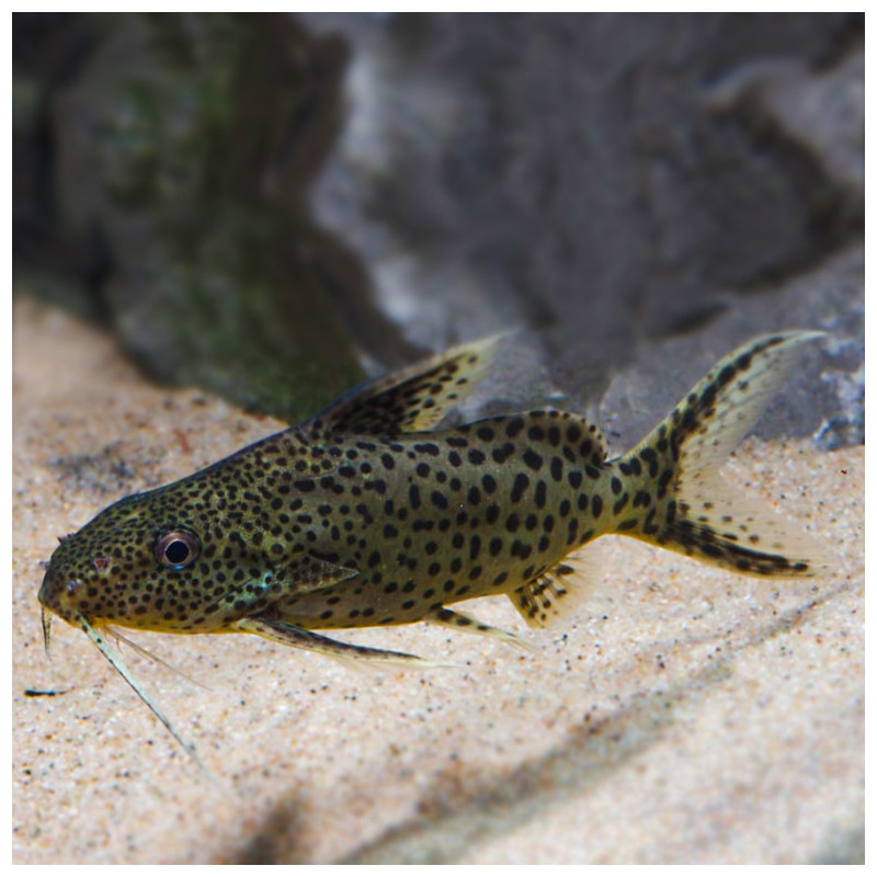 Synodontis njassae