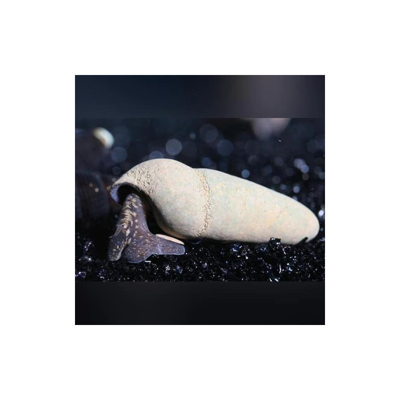 Tylomelania Zemis sp. Chocolate